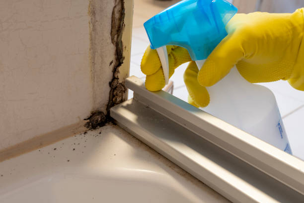 Best Black Mold Removal  in Oakland, NE