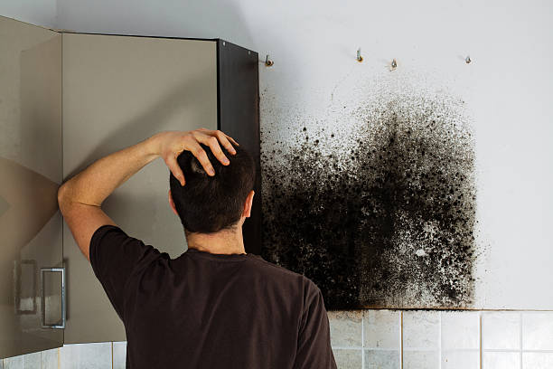 Professional Mold Removal in Oakland, NE