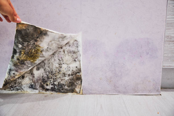 Best Professional Mold Removal  in Oakland, NE